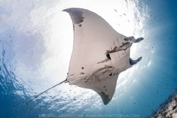 One of the many giant pacific Manta Rays gliding around L... by Nick Polanszky 